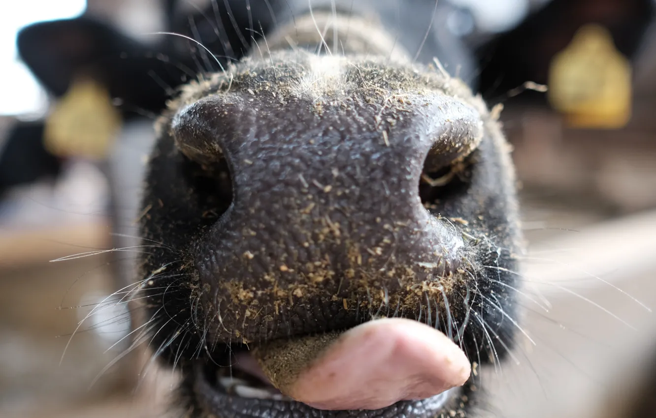 Photo wallpaper language, face, background, cows