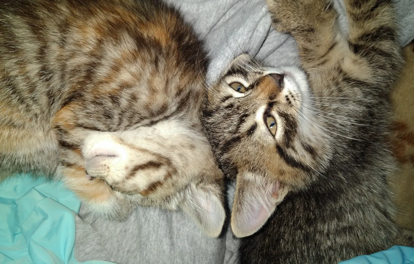 Photo wallpaper baby, sleeping, kitty, Meduzanol ©