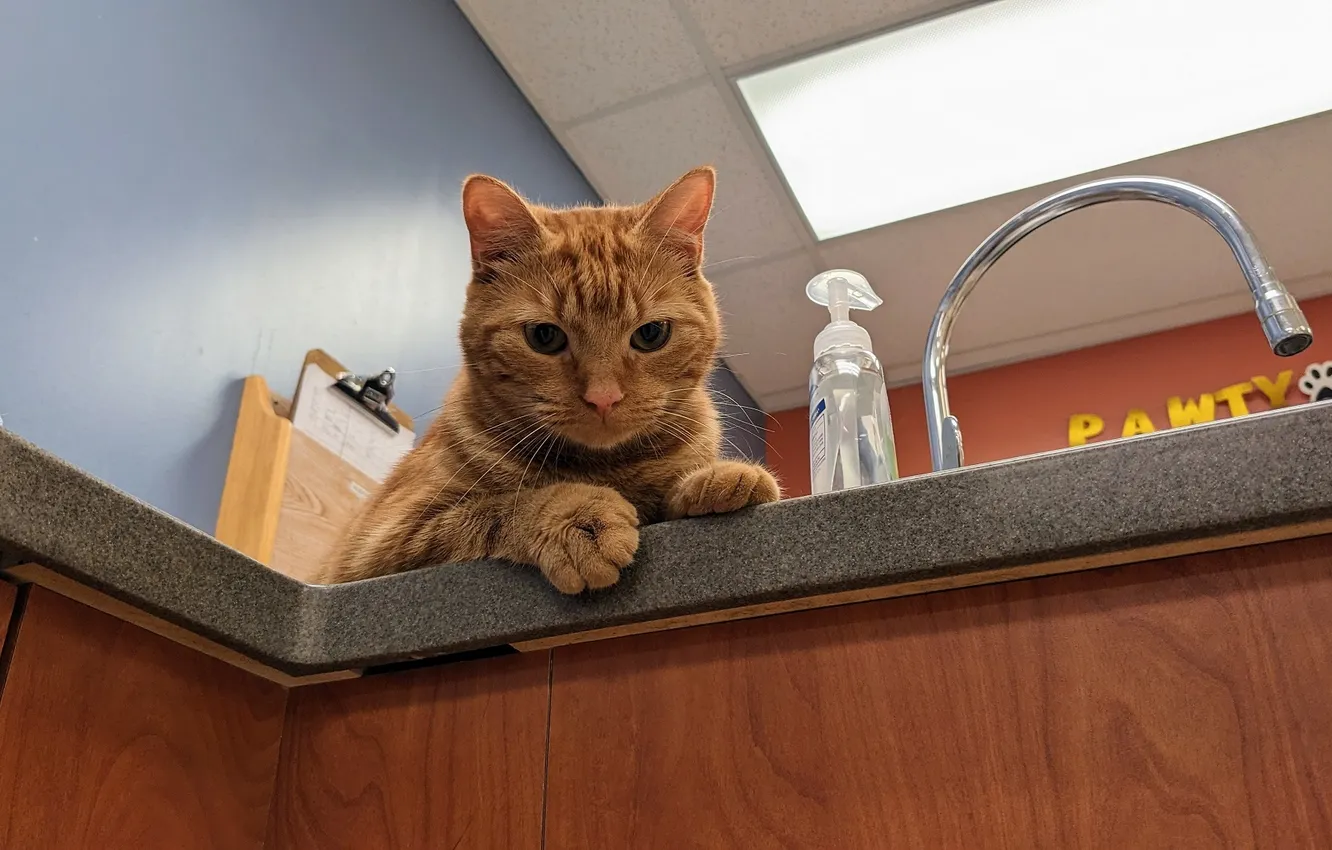 Photo wallpaper cat, cat, crane, kitchen