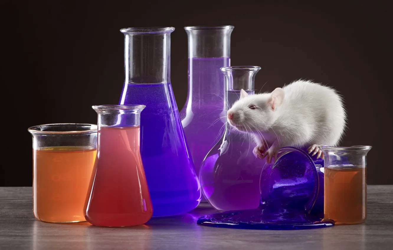 Photo wallpaper pose, mouse, still life, mouse, muzzle, rat