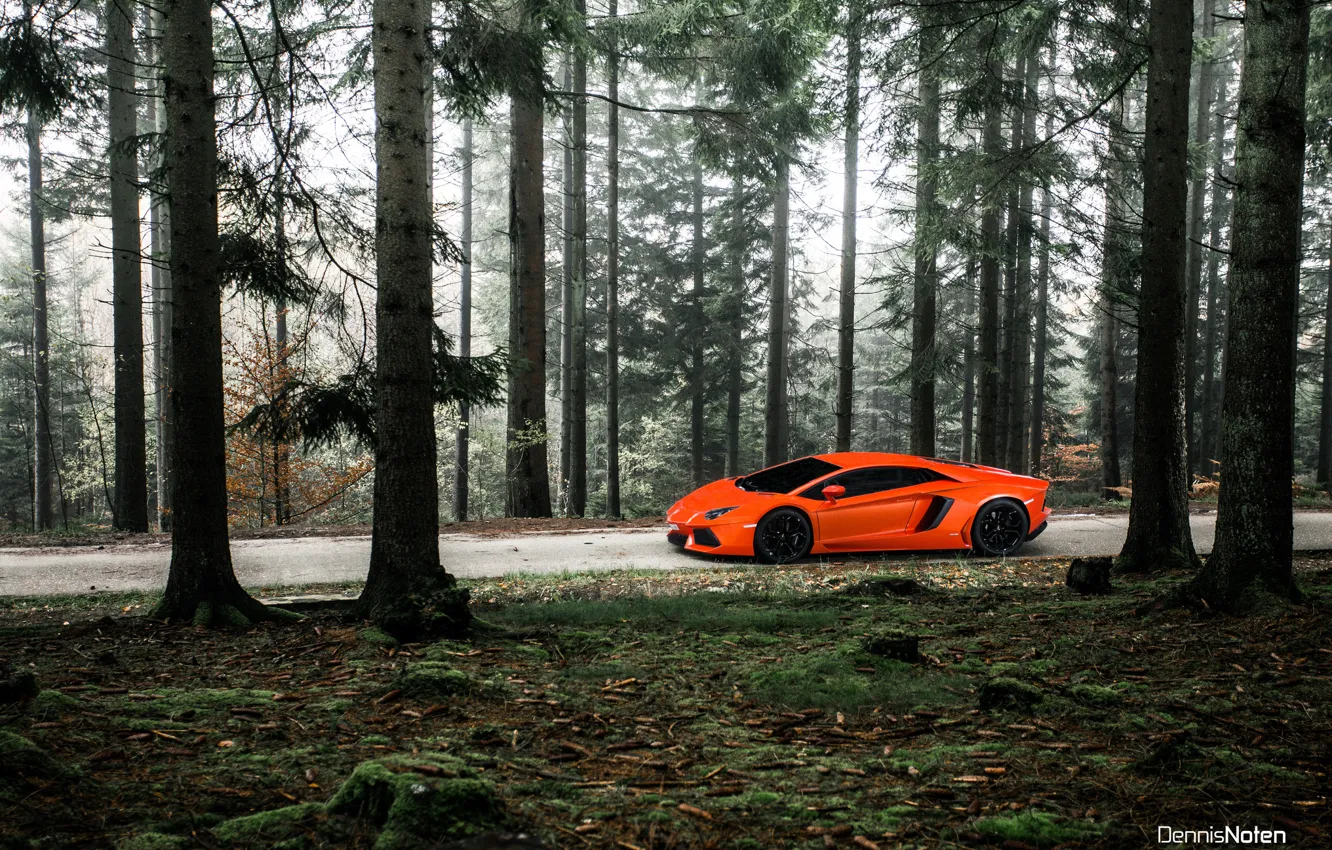 Photo wallpaper forest, light, Lamborghini, Aventador