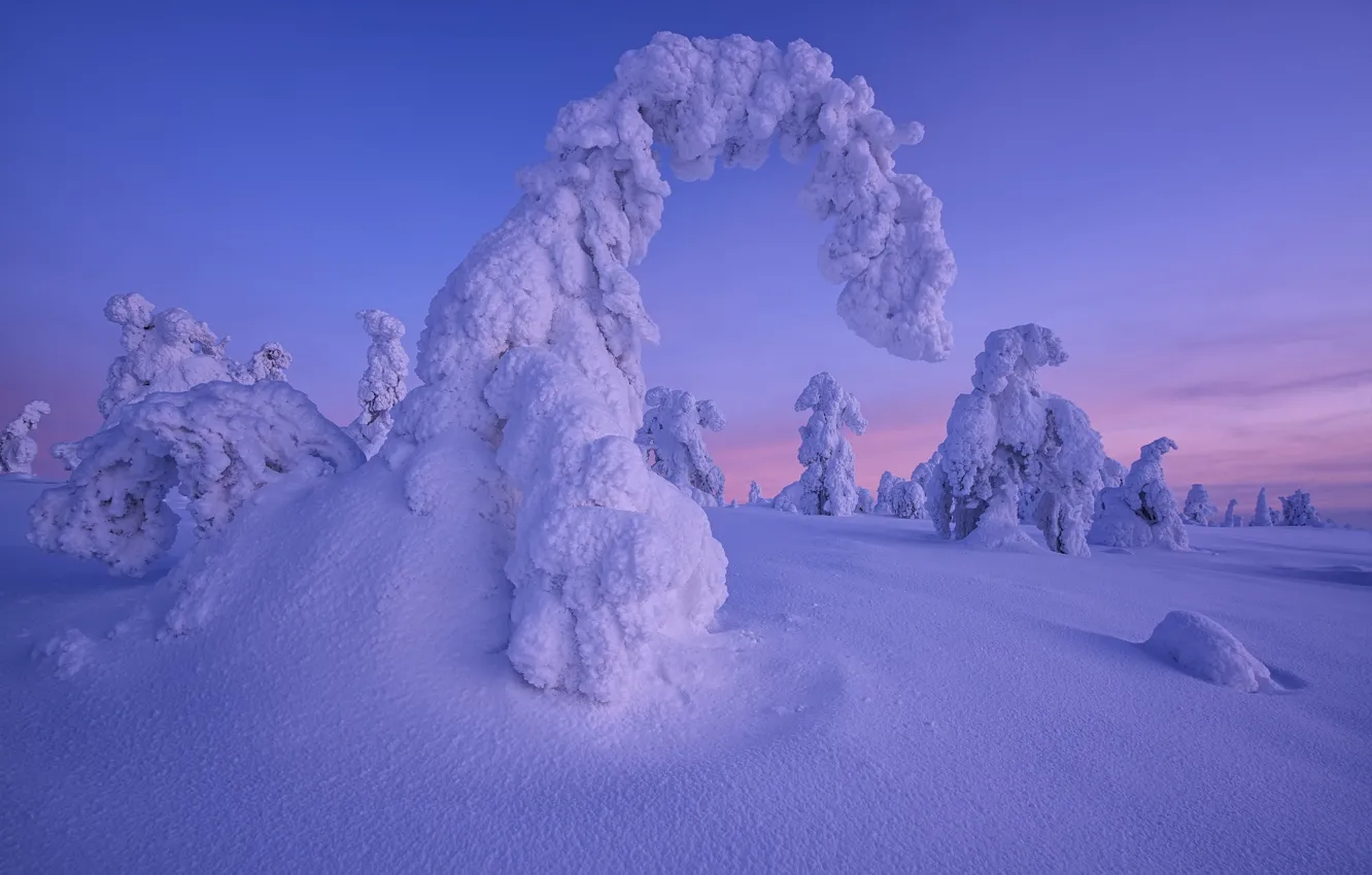 Photo wallpaper winter, snow, trees, sunset, the snow, Finland, Lapland