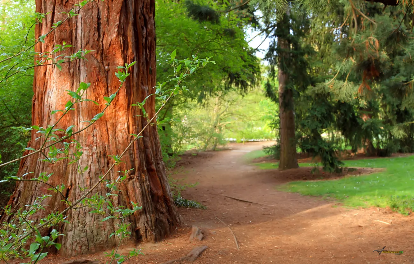 Photo wallpaper forest, trees, nature, trail, summer, forest, path, pine tree