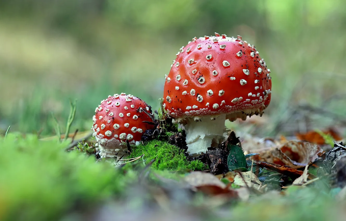 Photo wallpaper forest, nature, mushrooms, moss, mushroom