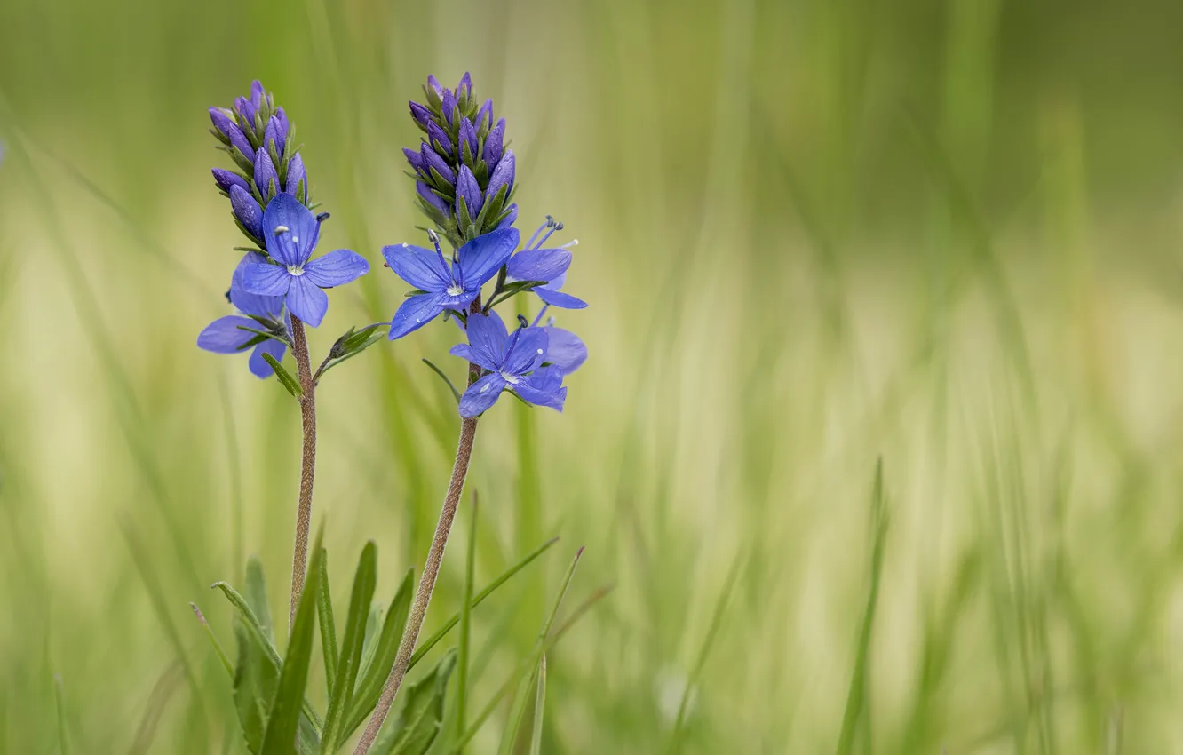 Photo wallpaper macro, flowers, green background
