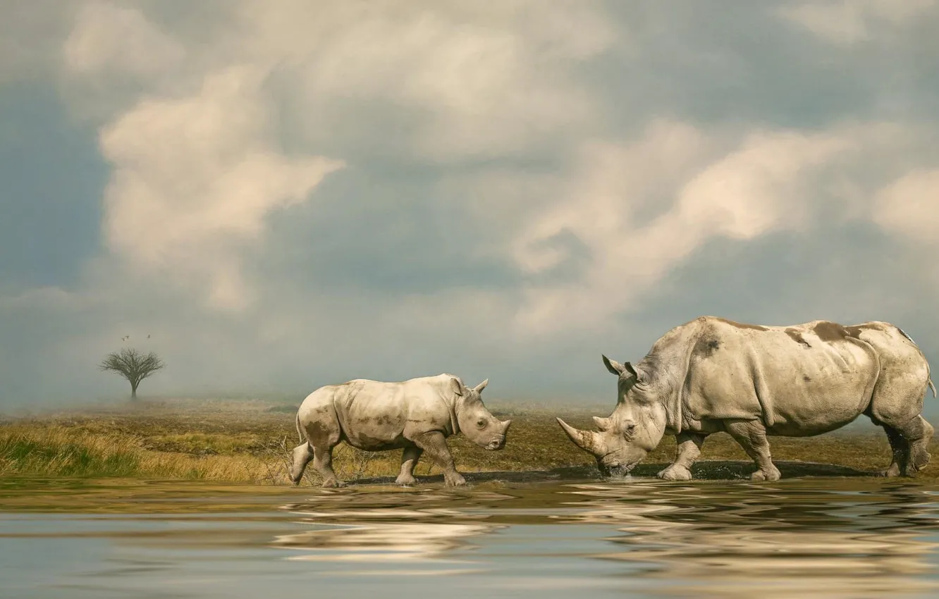 Photo wallpaper the sky, water, clouds, shore, treatment, pair, cub, Rhino