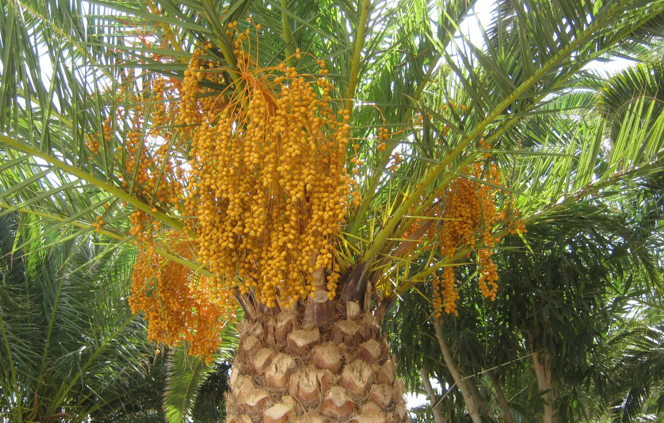 Photo wallpaper greens, leaves, trees, nature, palm trees, sunlight, dates