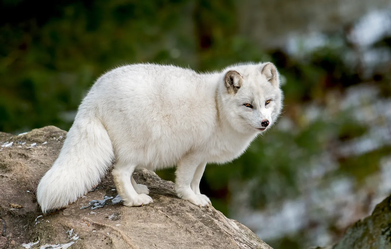 Photo wallpaper white, nature, pose, stones, Fox