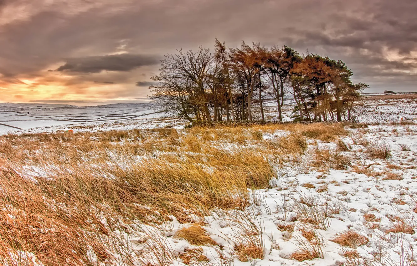 Photo wallpaper winter, field, snow, trees