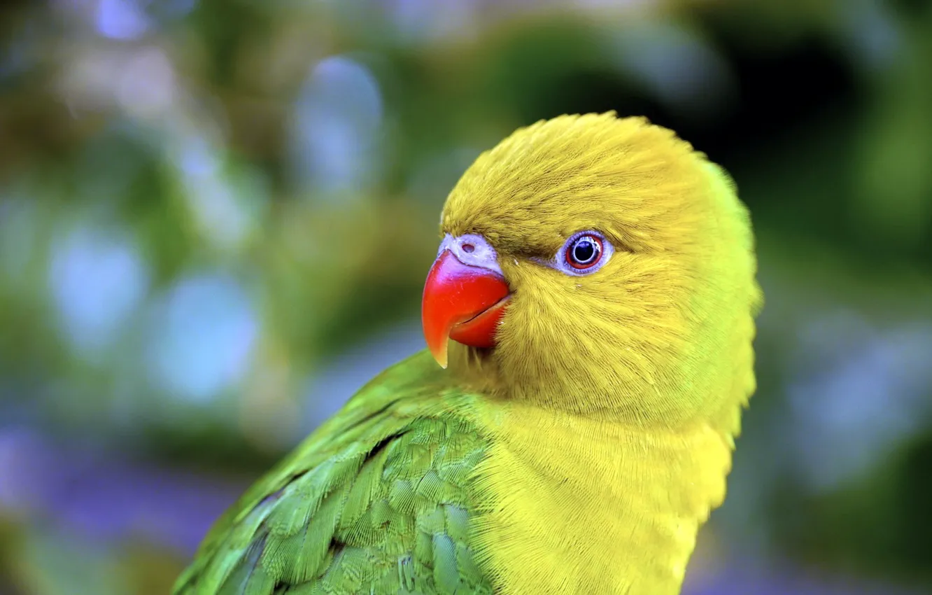 Wallpaper nature, bird, parrot for mobile and desktop, section животные