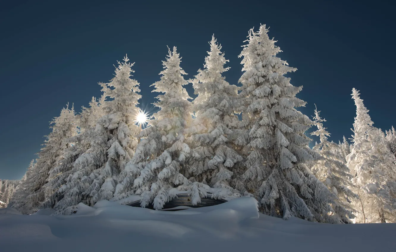 Photo wallpaper winter, the sun, rays, snow, trees, landscape, nature, ate