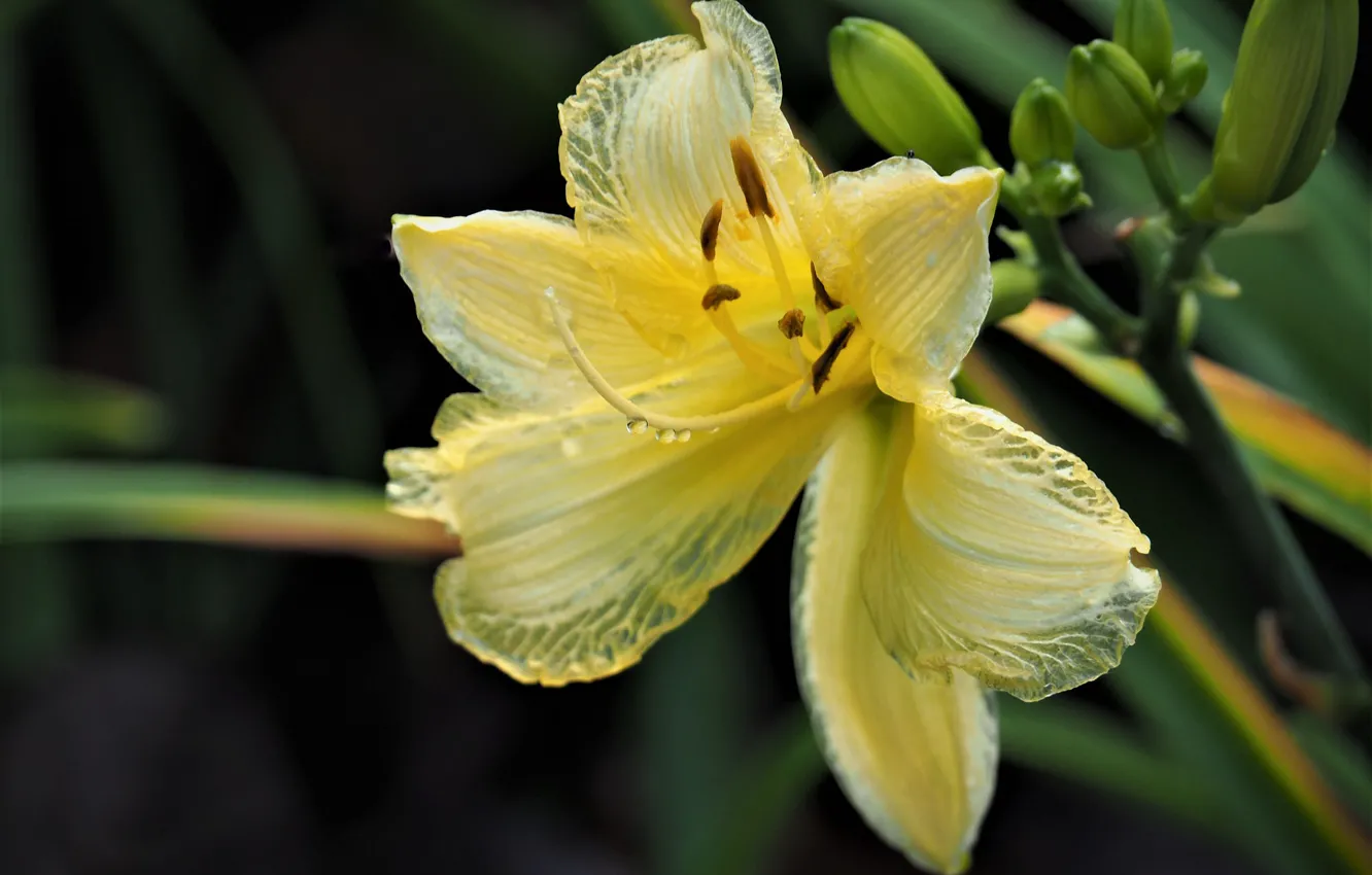 Photo wallpaper flowers, nature, daylilies