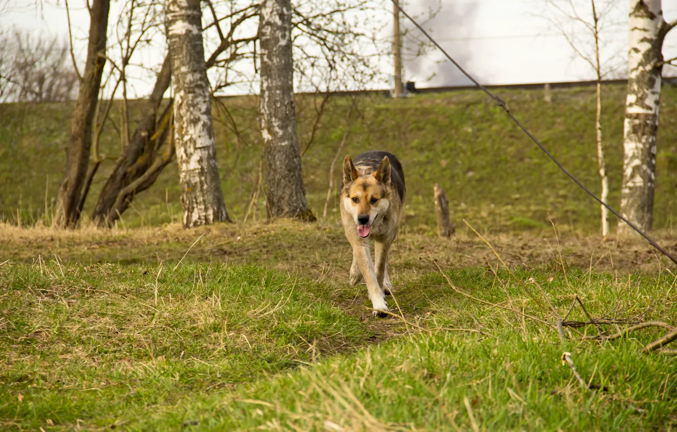 Photo wallpaper forest, spring, Dog, running