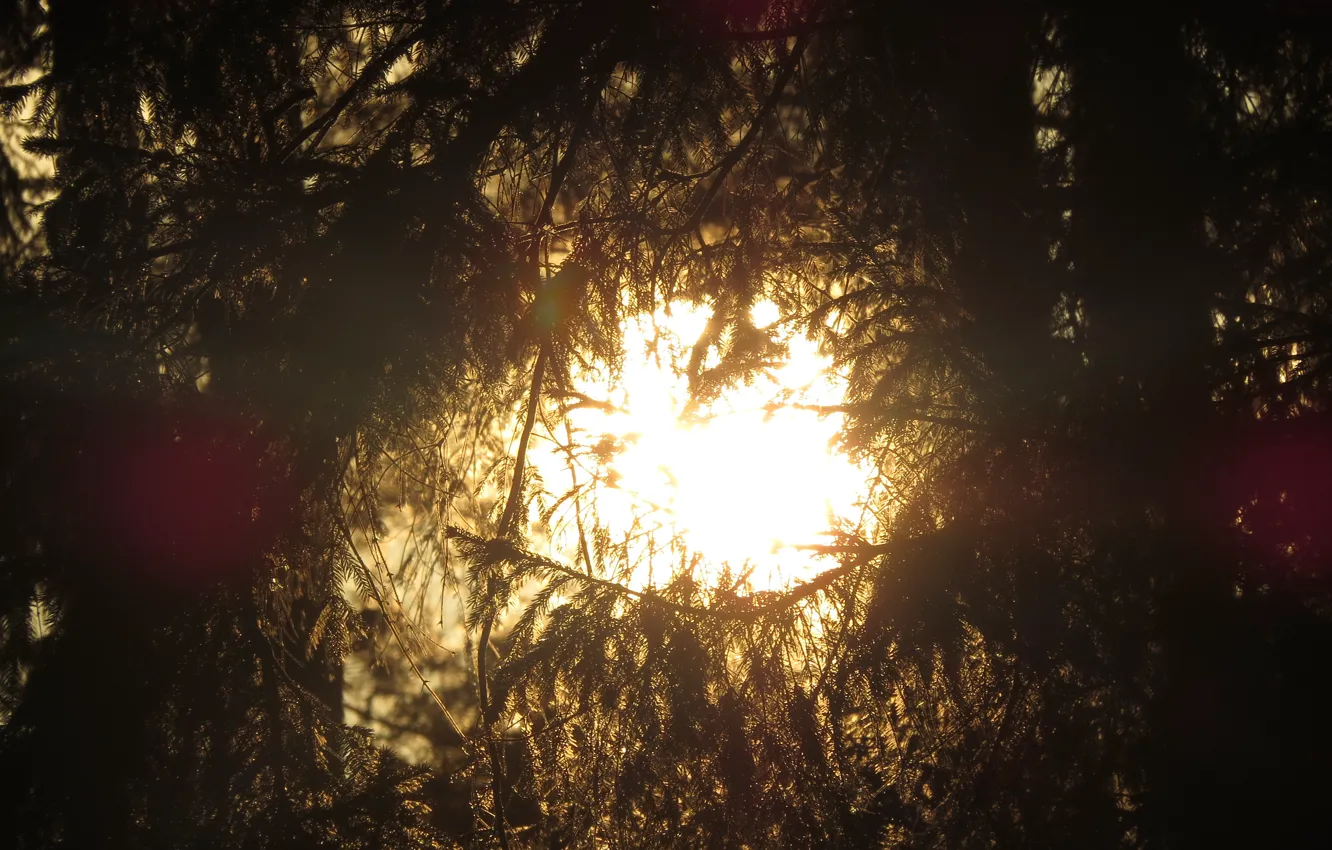 Photo wallpaper Sunset, The sun, Nature, Tree, Branch