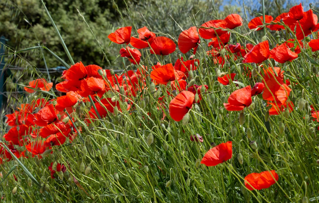 Photo wallpaper red, flowers, bokeh, greens, poppy field, meadow, Maki, summer