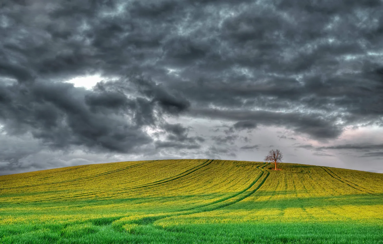 Photo wallpaper field, the sky, clouds, tree, England, UK, grey
