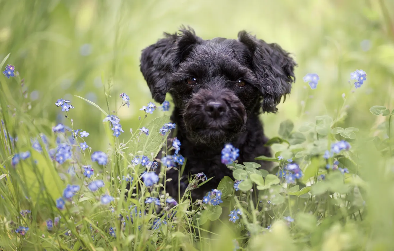 Photo wallpaper look, flowers, nature, pose, glade, black, dog, puppy