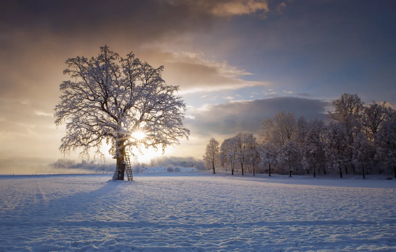 Photo wallpaper winter, the sky, clouds, snow, trees, Friedrich Behren