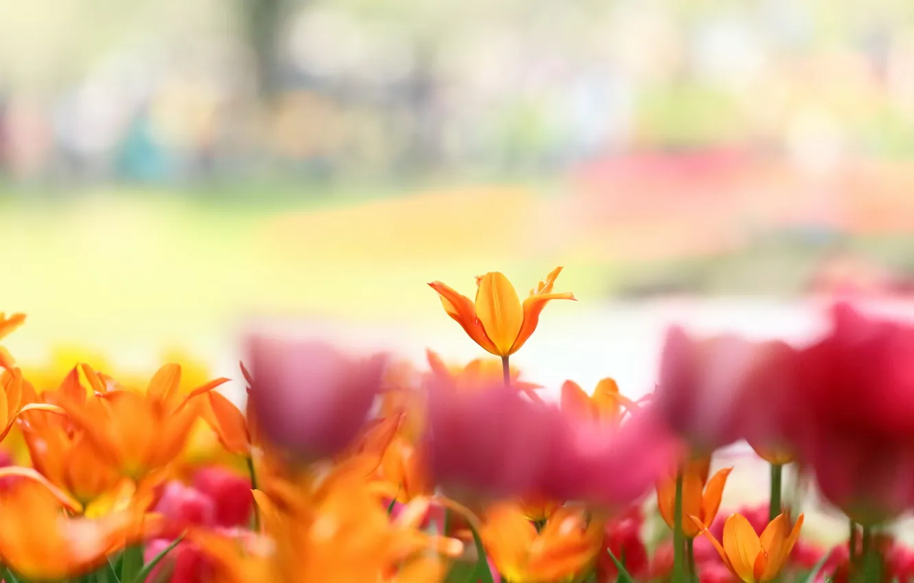 Photo wallpaper flowers, nature, tulips