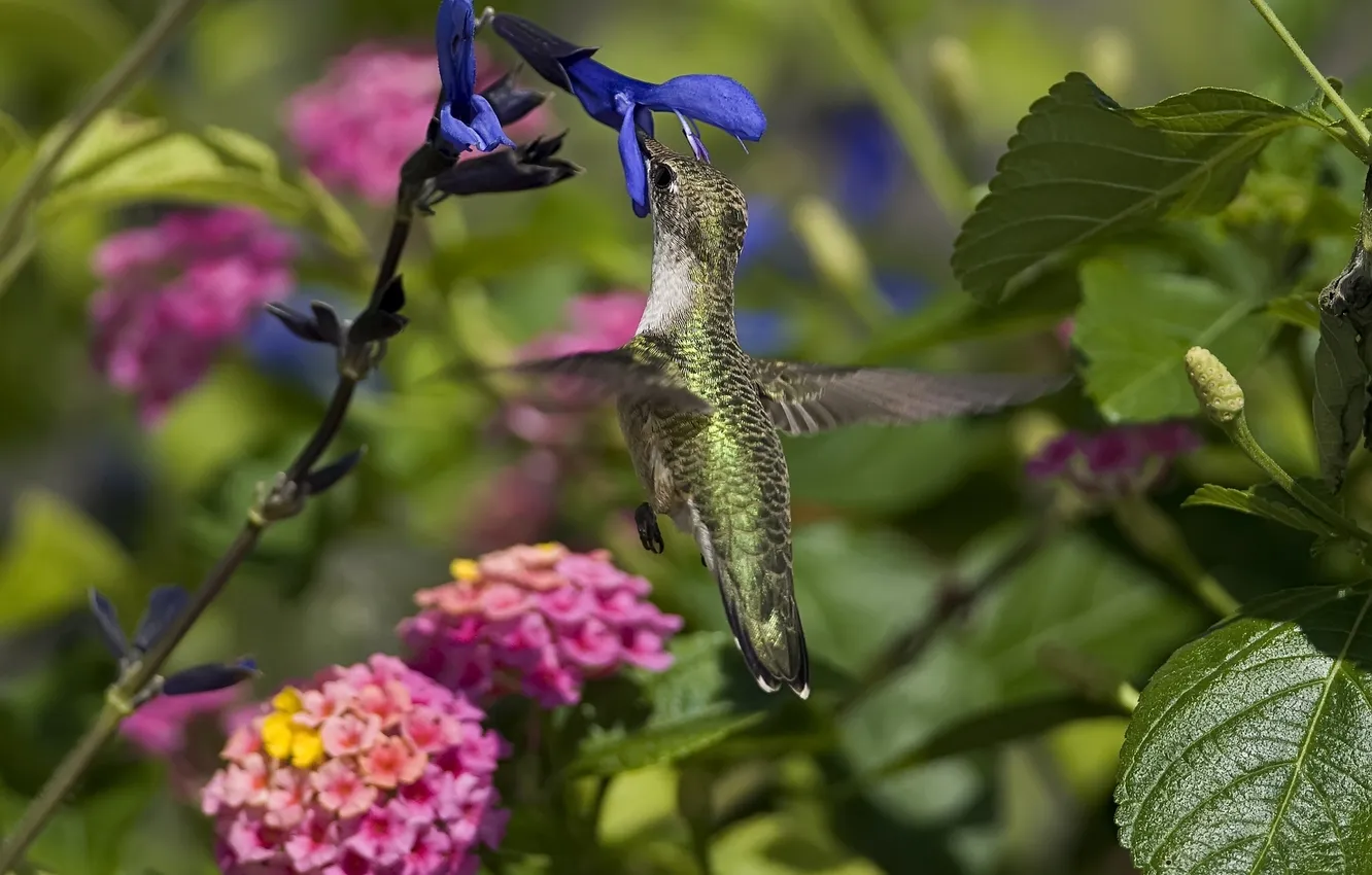 Photo wallpaper flowers, Hummingbird, bird