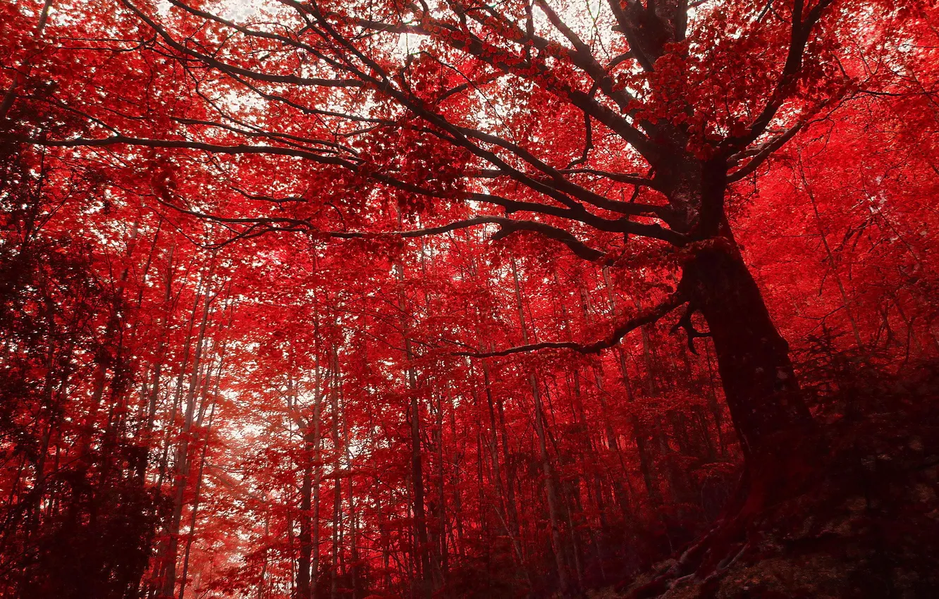 Photo wallpaper autumn, forest, nature