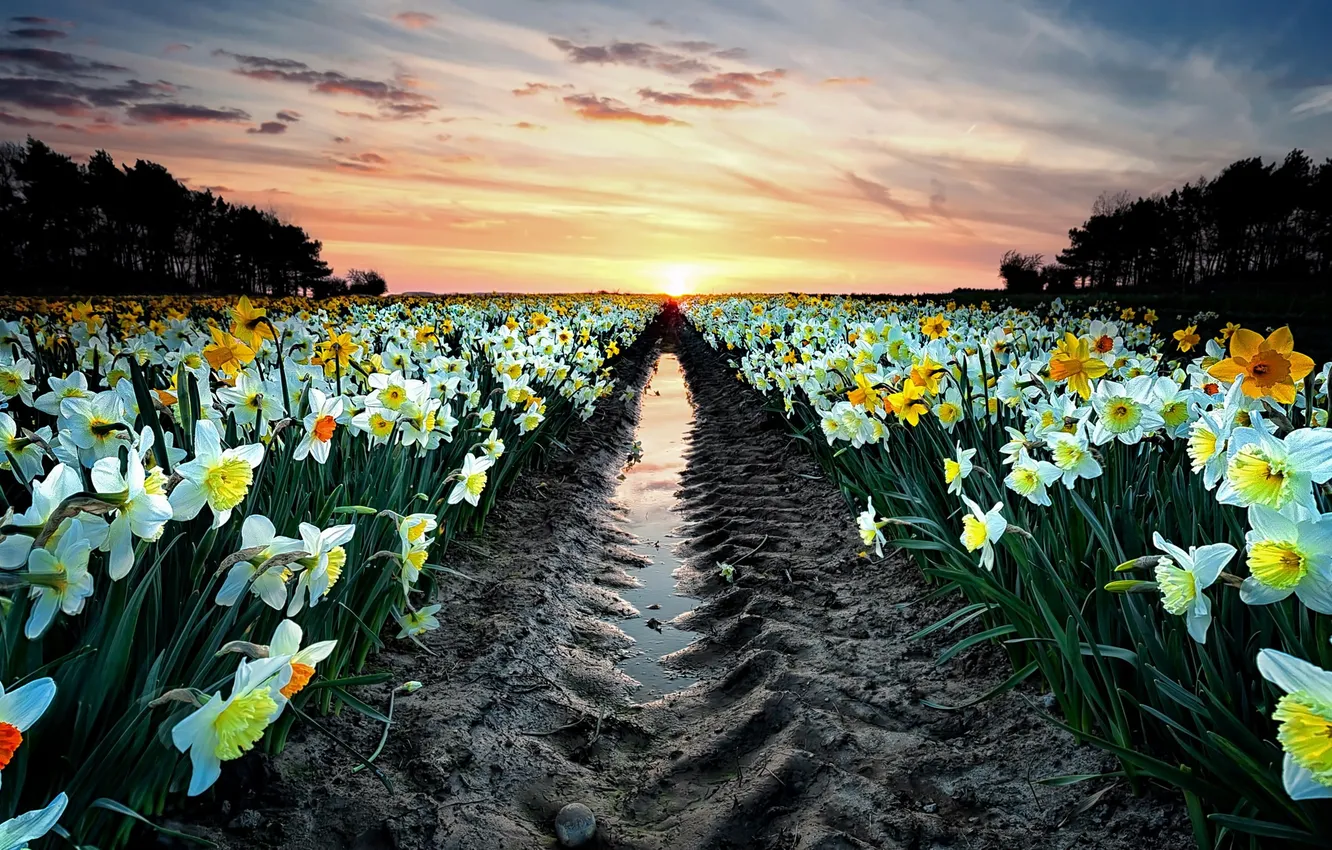 Photo wallpaper field, sunset, flowers