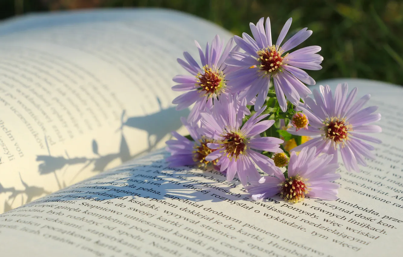 Photo wallpaper flower, book, paper, Asters