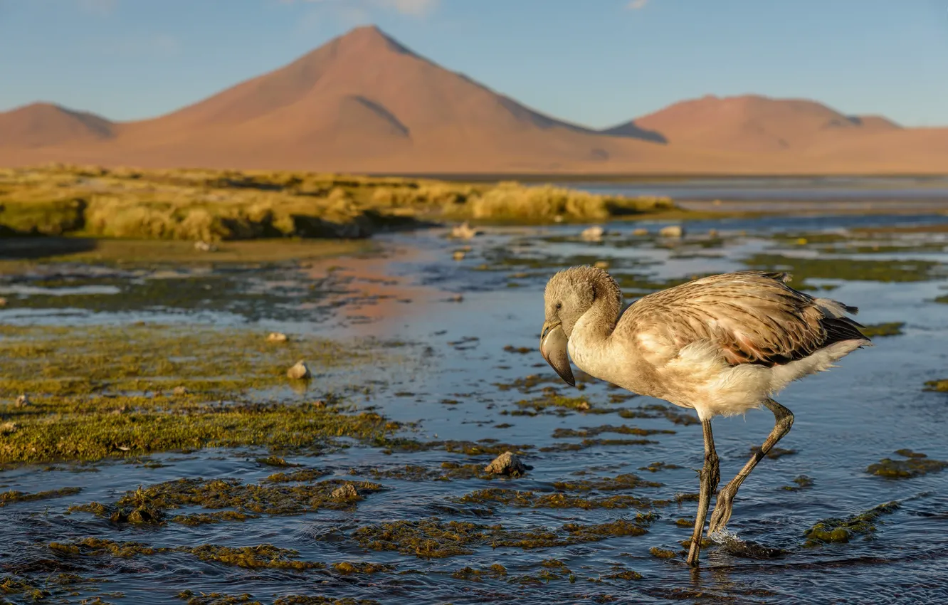 Photo wallpaper mountains, bird, shore, Flamingo, pond