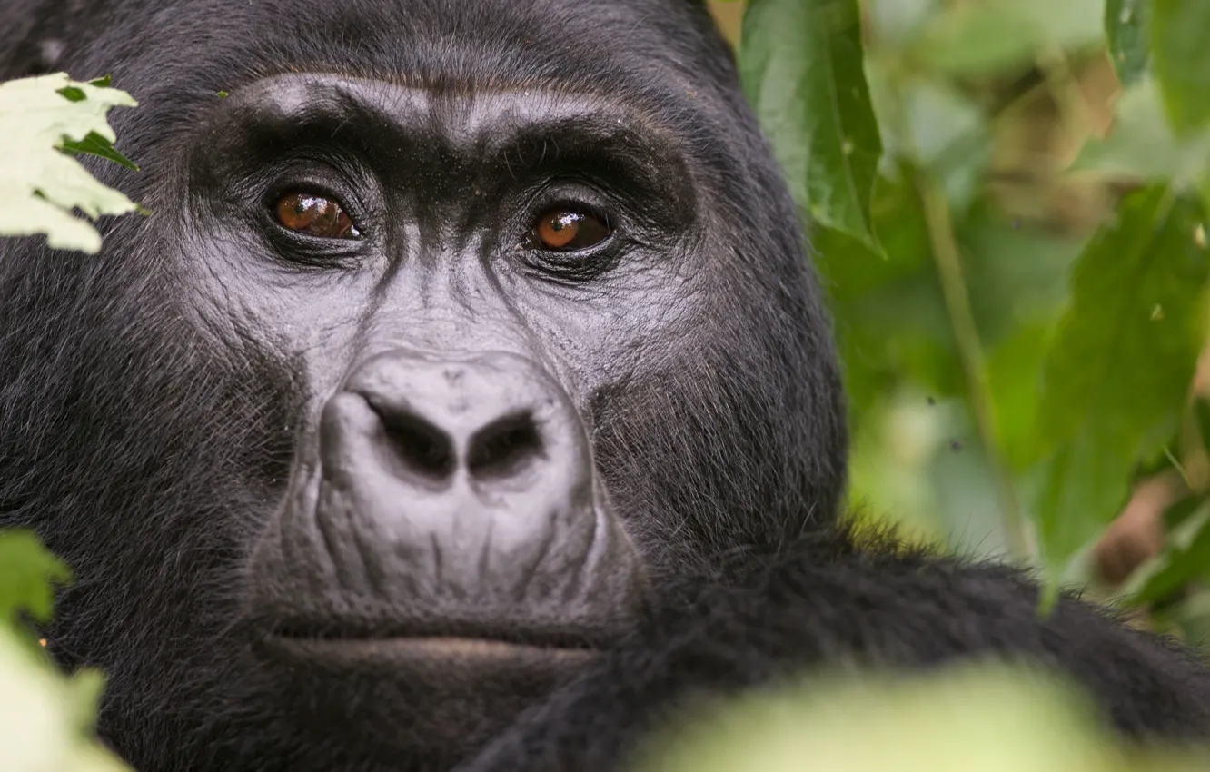 Photo wallpaper face, animal, wildlife, Gorilla