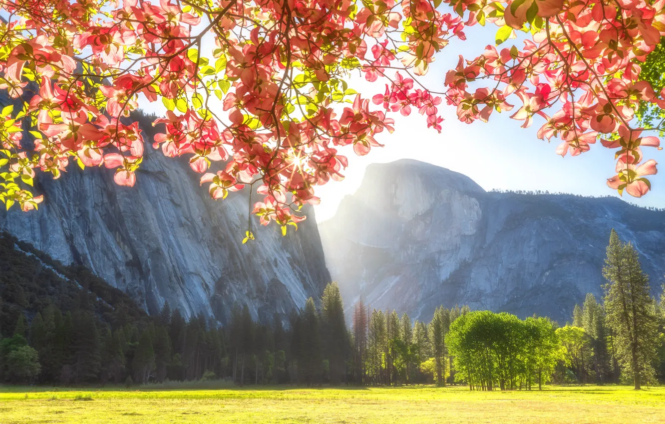 Photo wallpaper field, autumn, forest, the sky, the sun, light, trees, flowers