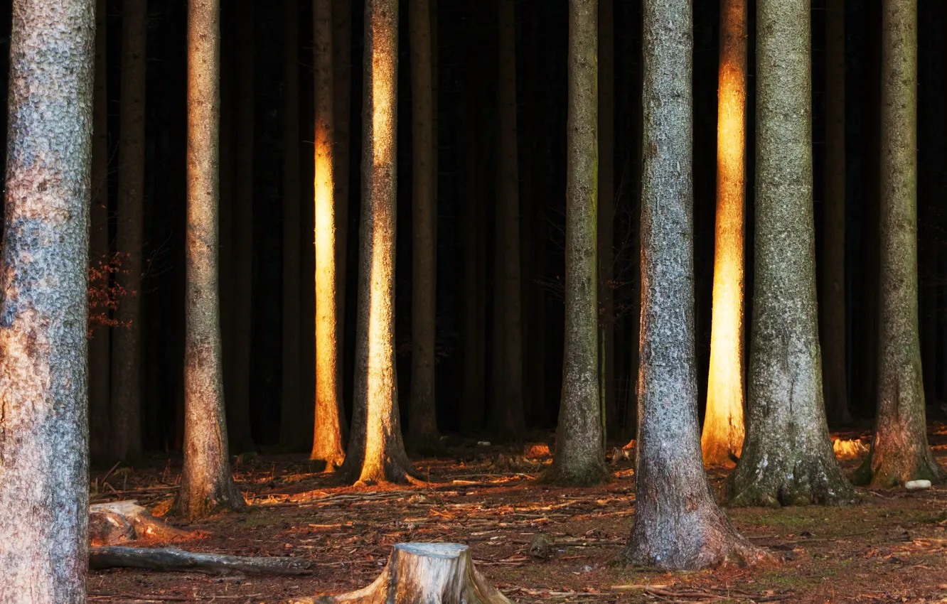 Photo wallpaper forest, trees, nature, trunk, forest, trees, landscape, nature