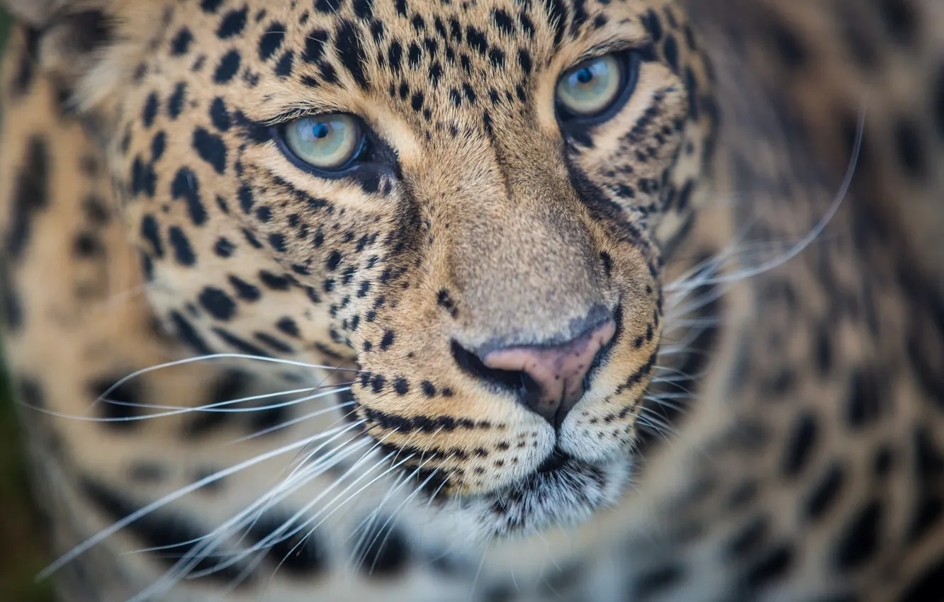 Photo wallpaper face, predator, leopard, wild cat