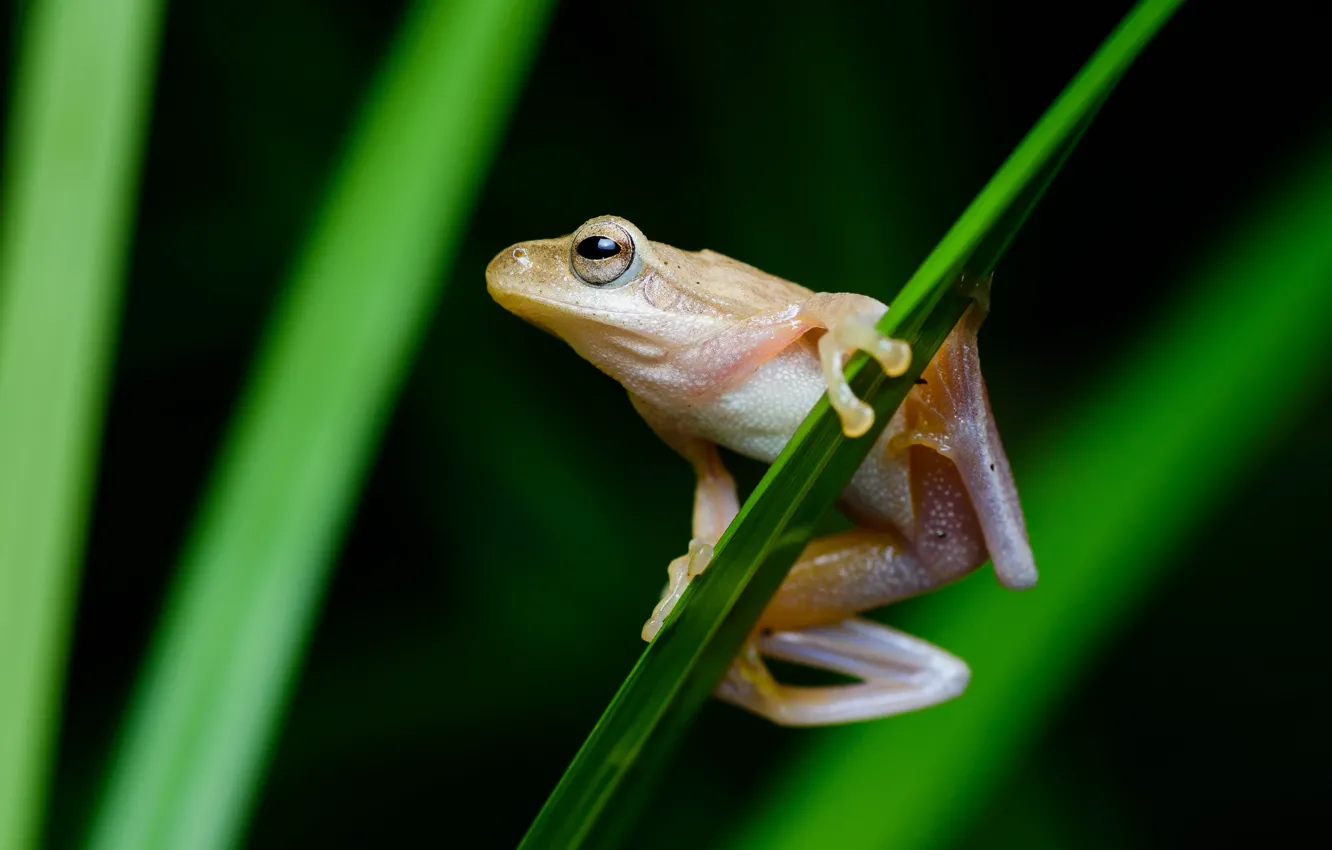 Photo wallpaper grass, look, leaves, macro, pose, frog, black background, pale