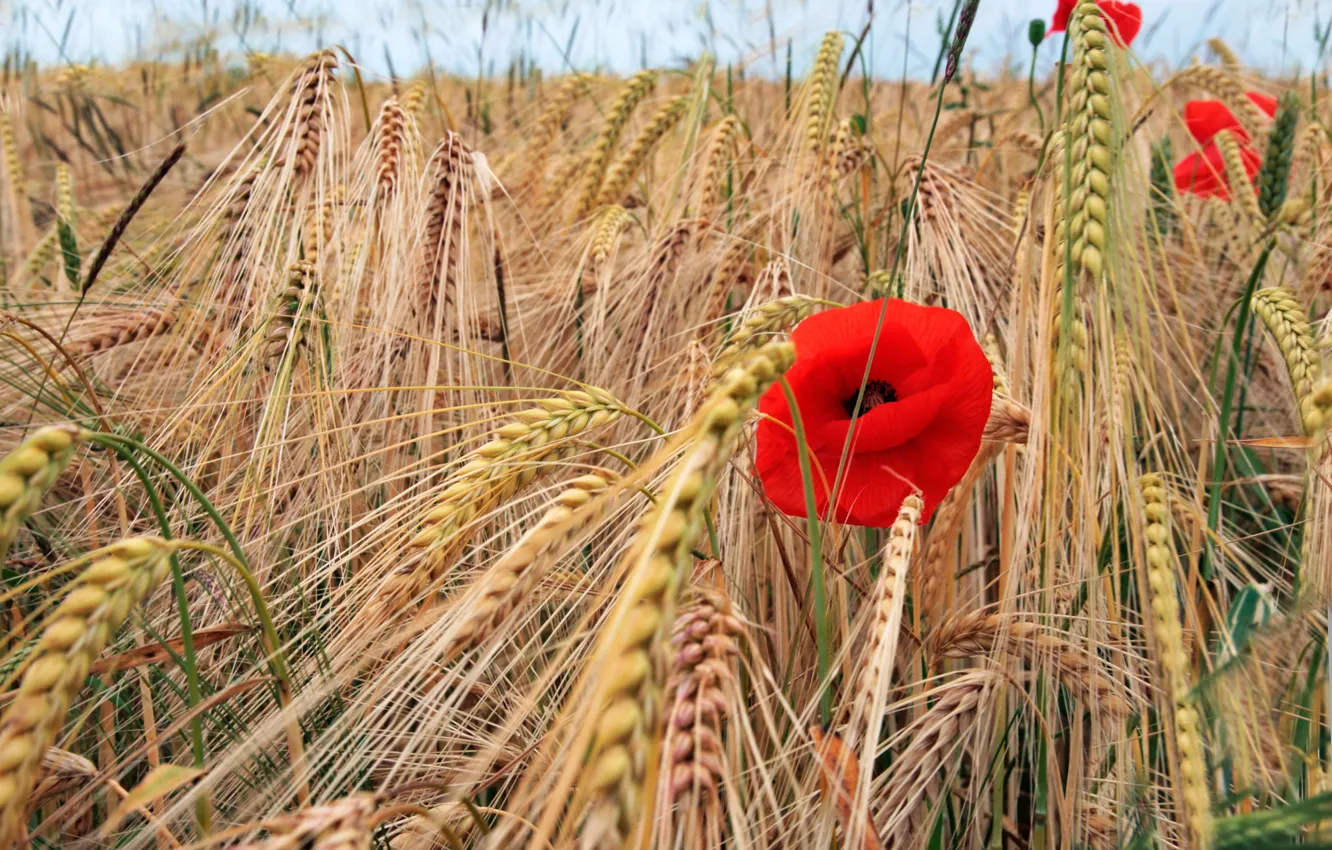 Photo wallpaper field, flowers, red, one, Mac, rye, Maki, spikelets