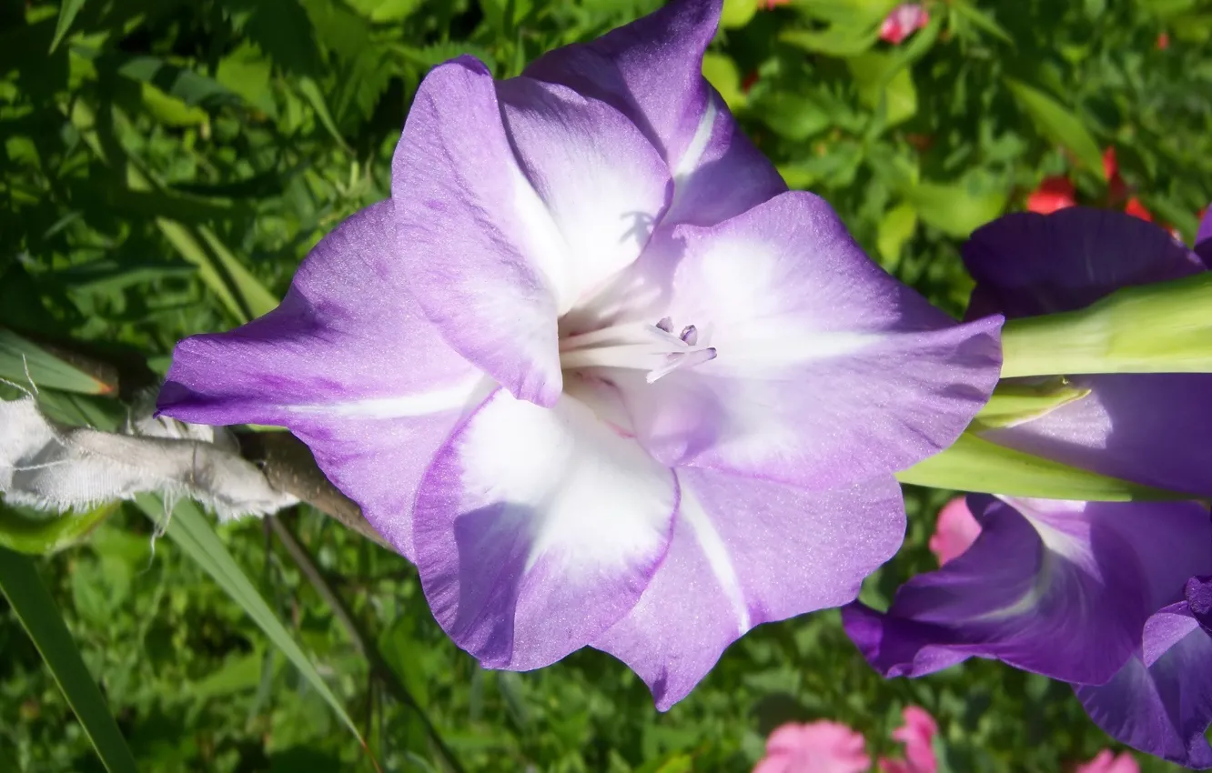 Photo wallpaper flower, purple, gladiolus, Meduzanol ©