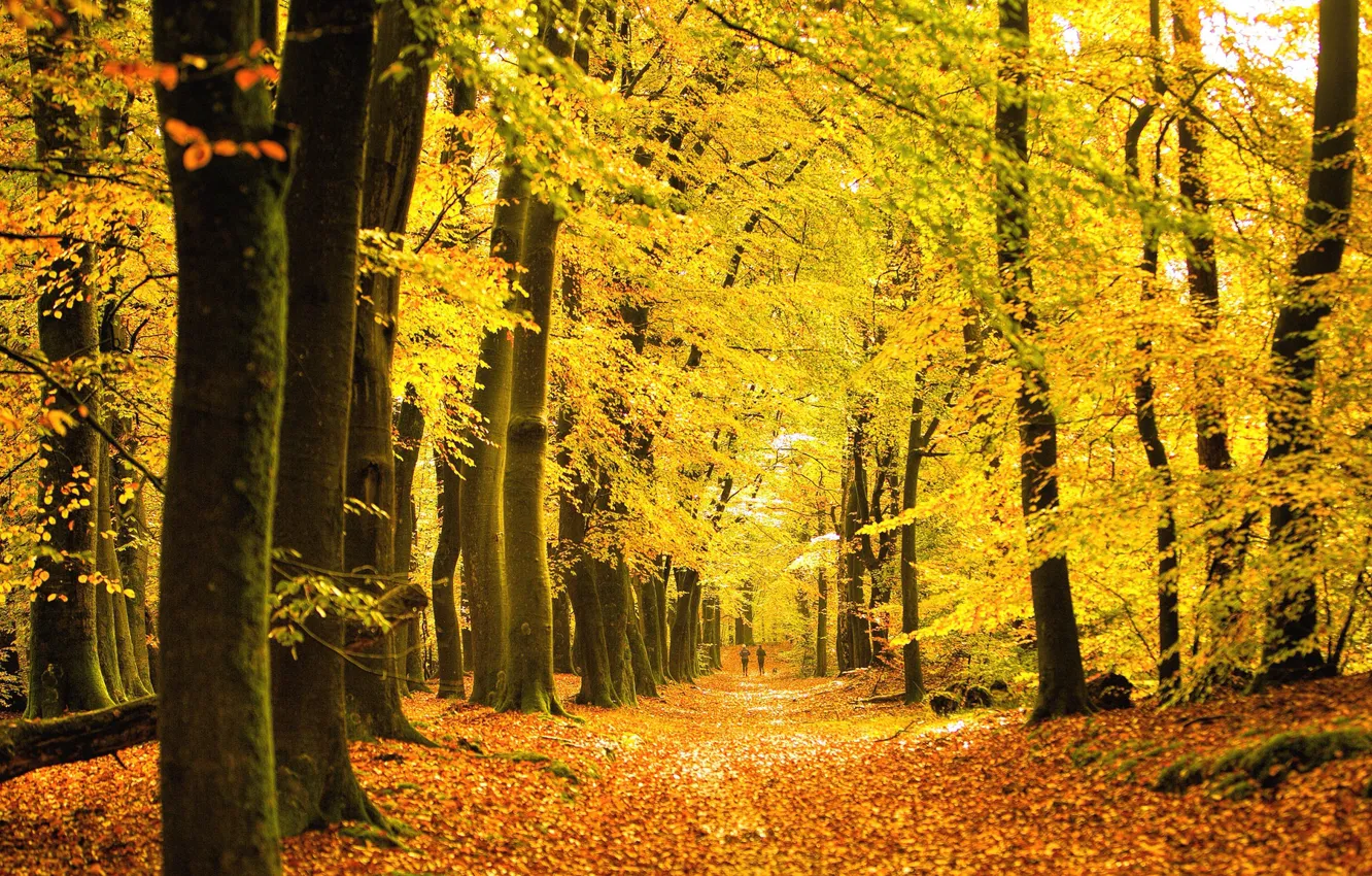 Photo wallpaper autumn, forest, trees, Park