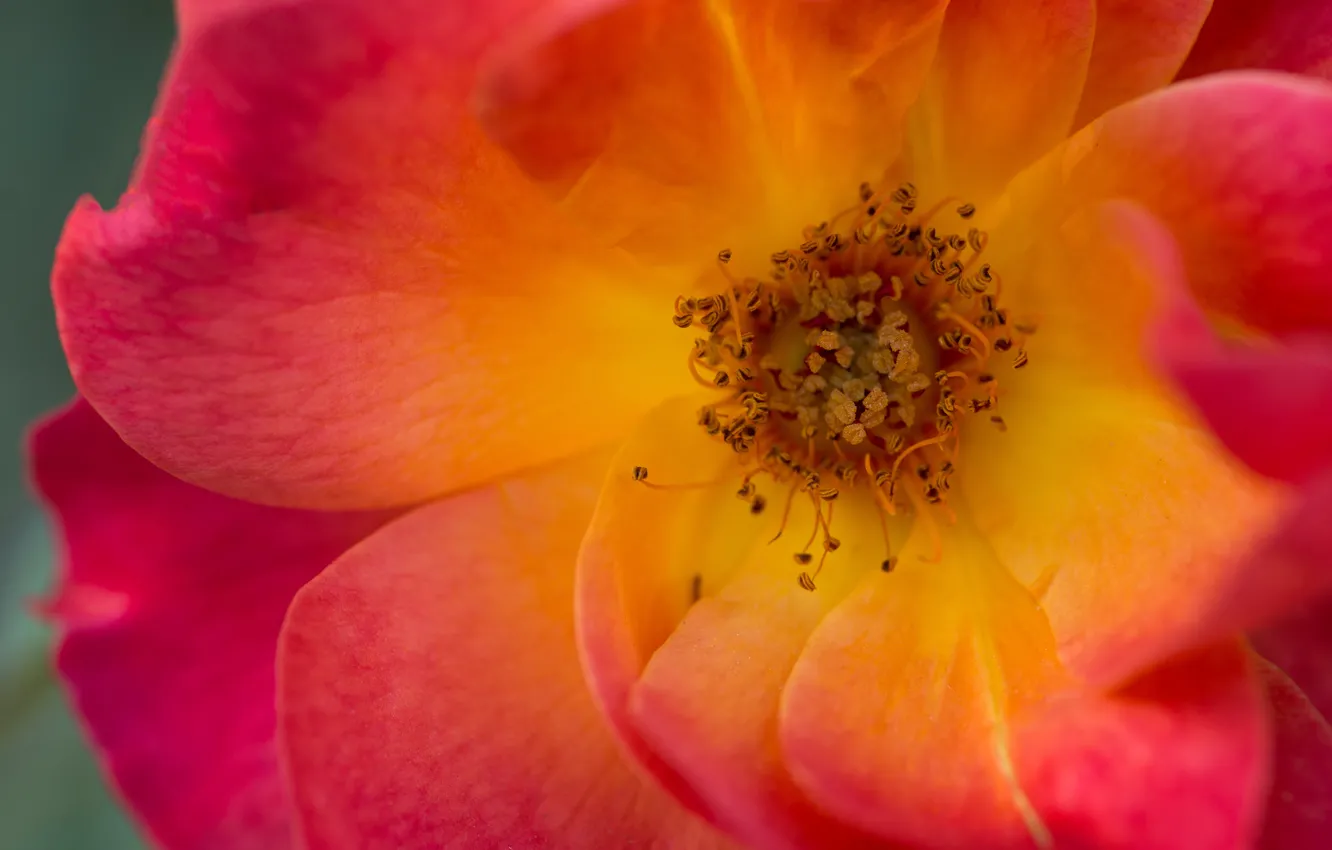 Photo wallpaper macro, close-up, roses, petals