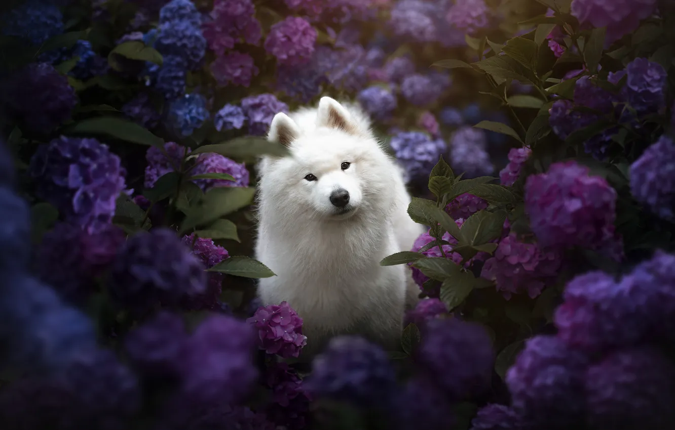 Photo wallpaper white, purple, look, flowers, nature, pose, portrait, dog