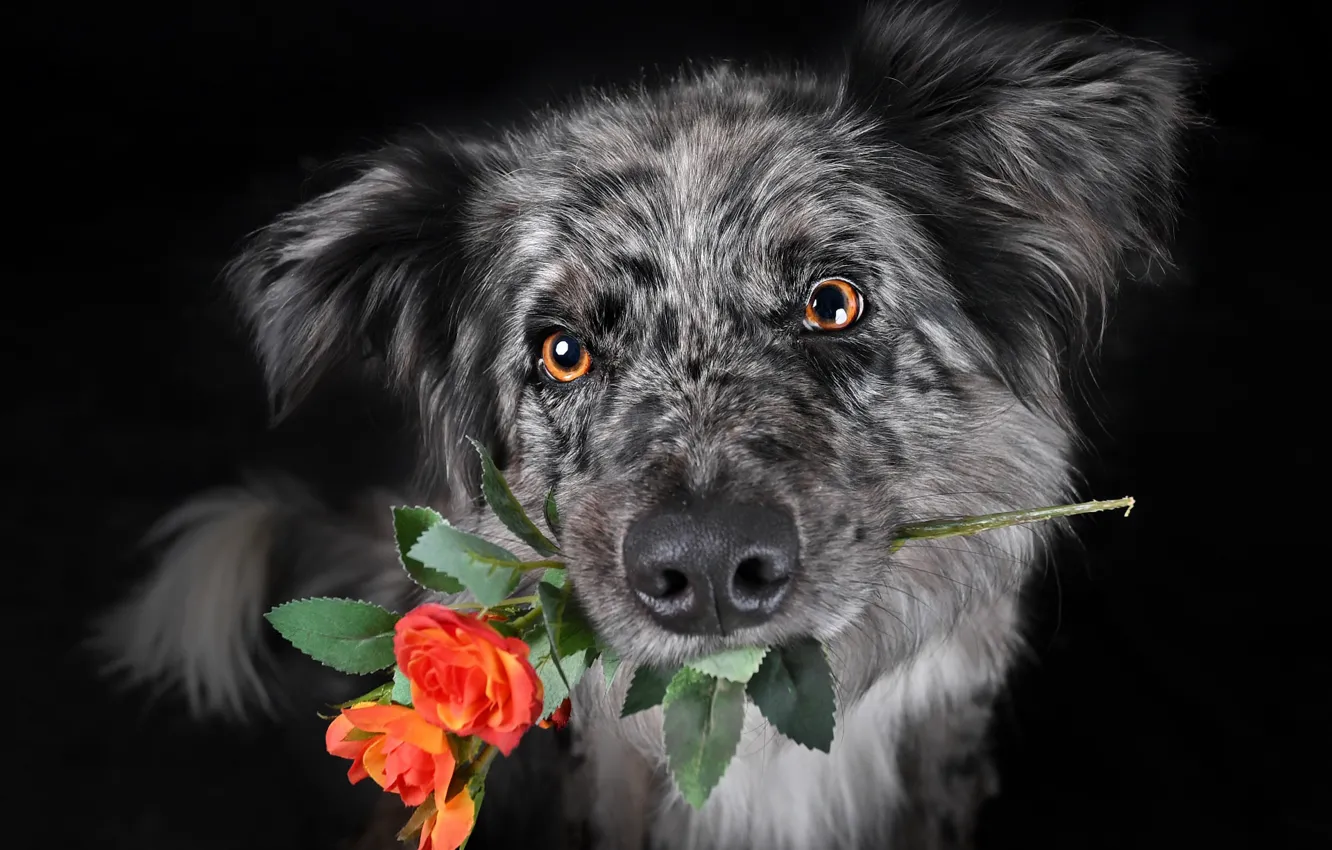 Photo wallpaper look, flowers, dog