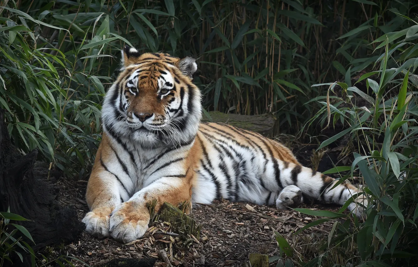 Photo wallpaper tiger, thickets, stay, predator