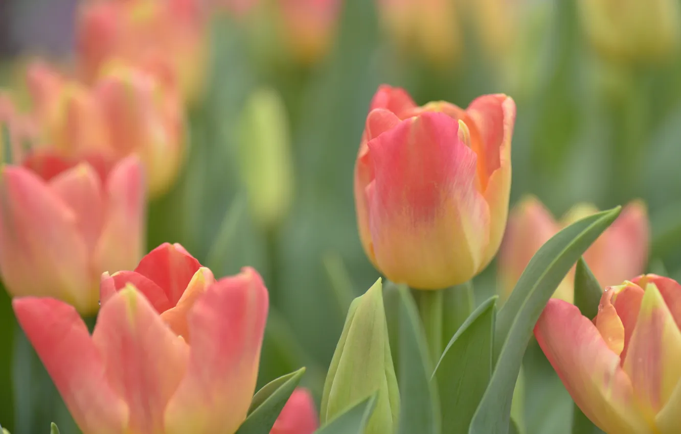 Photo wallpaper tulips, buds, bokeh