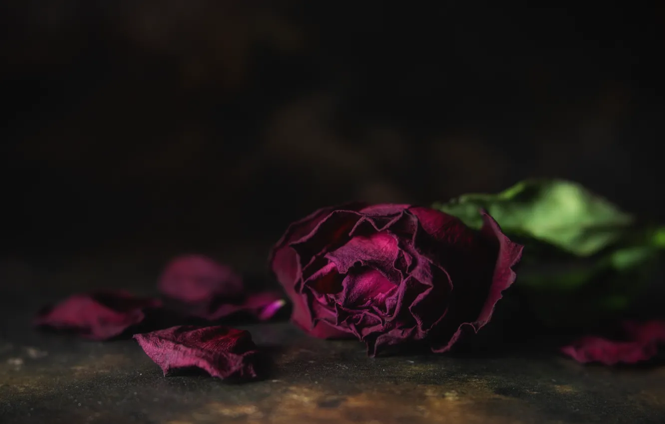 Photo wallpaper flowers, roses, Dry