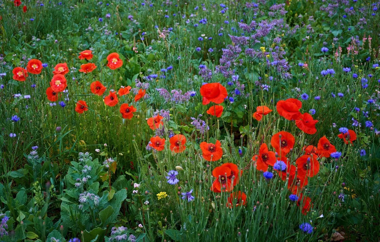 Photo wallpaper greens, flowers, blue, red, Maki, meadow, field, different