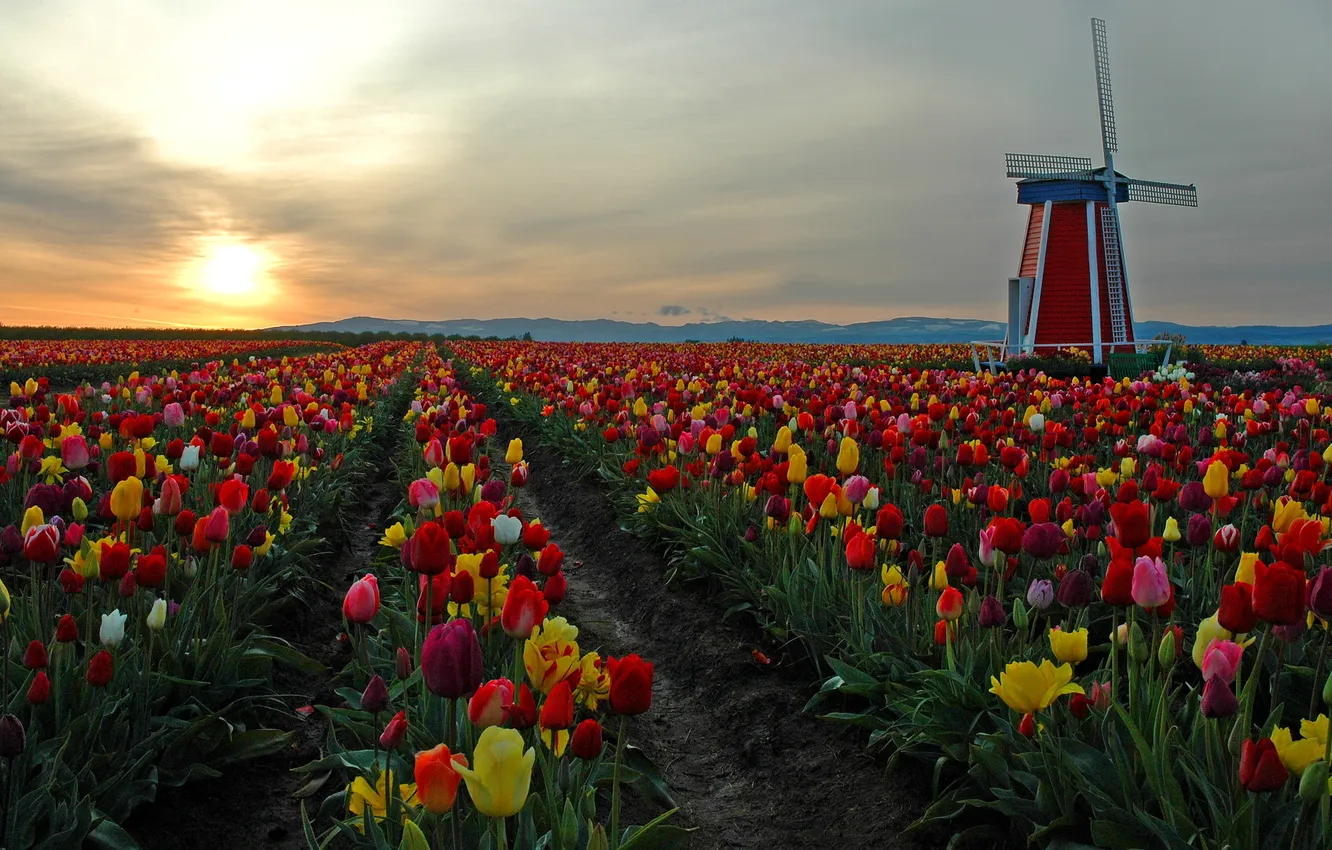 Photo wallpaper field, flowers, mill
