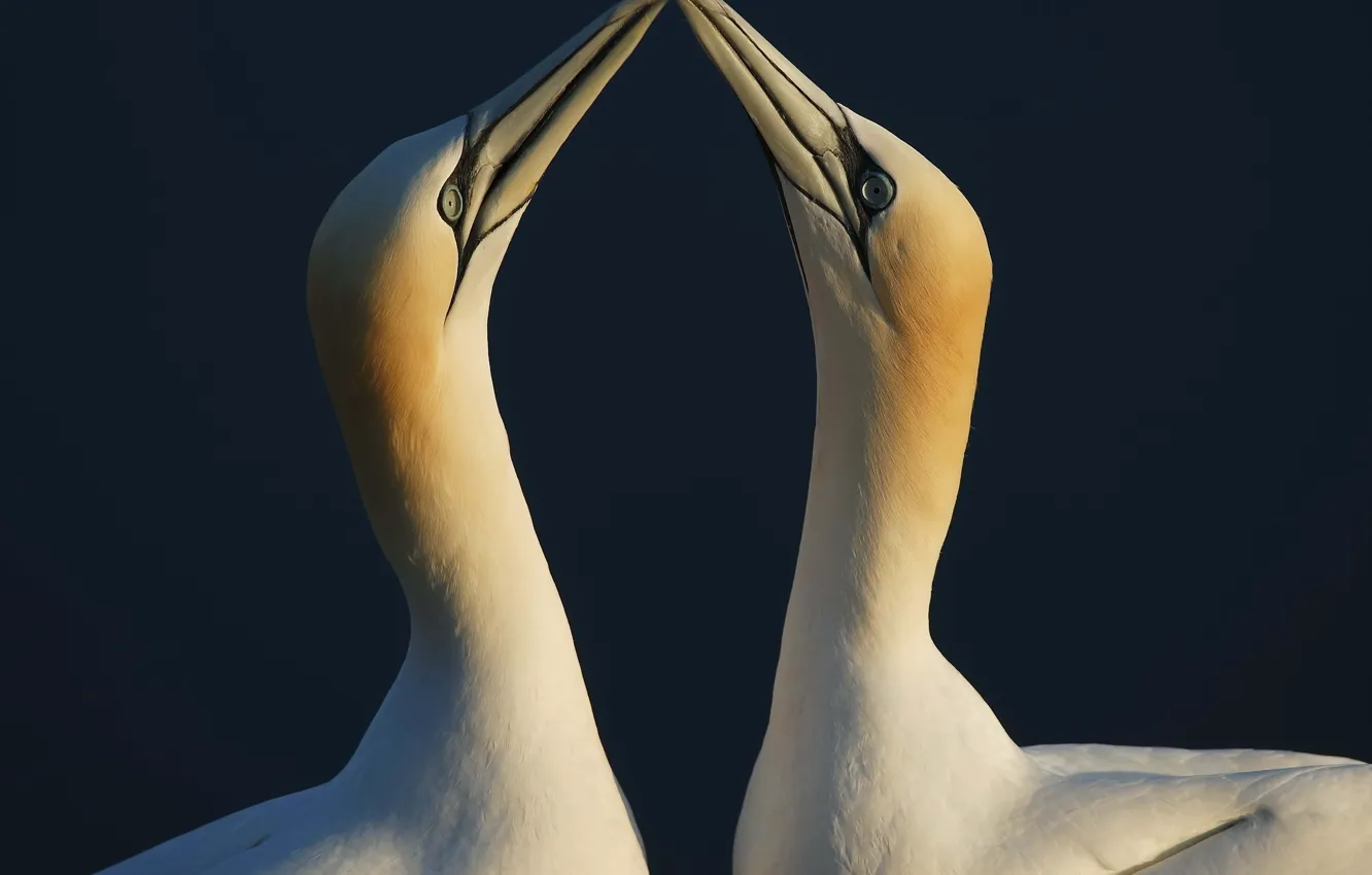 Photo wallpaper black, animals, couple, neck, beak, background_, Two-birds