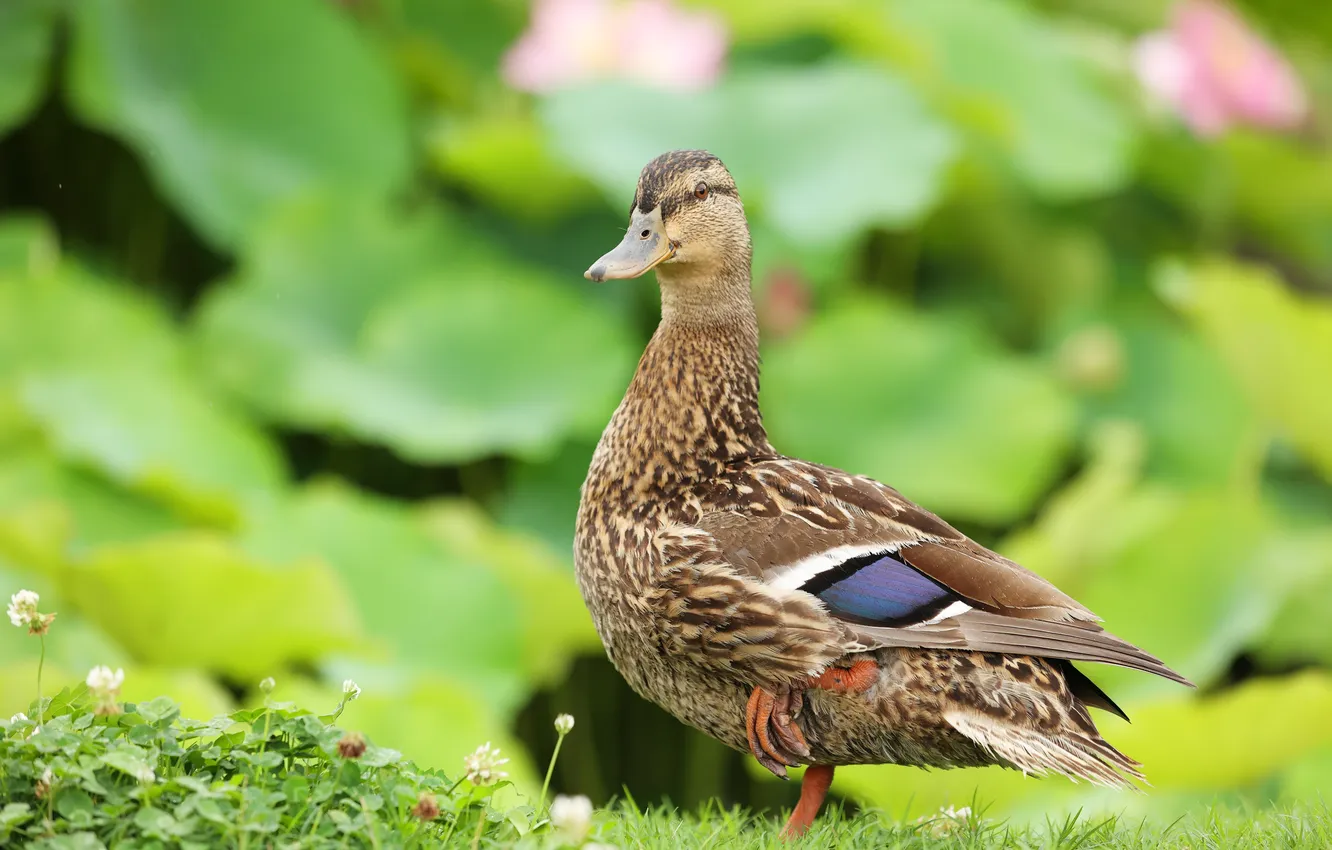 Photo wallpaper leaves, bird, glade, duck, bokeh