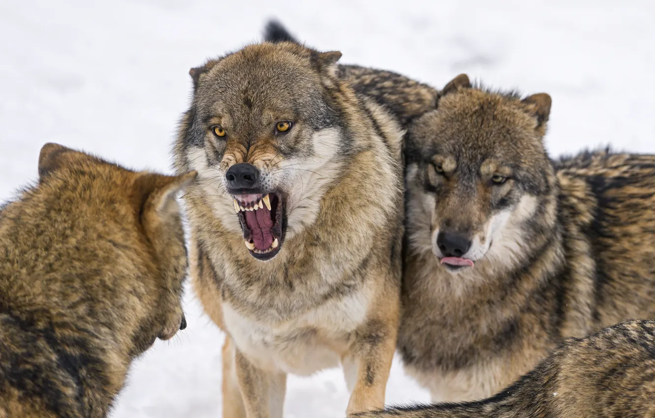 Photo wallpaper snow, wolf, mouth, fangs, grin, trio, ©Tambako The Jaguar