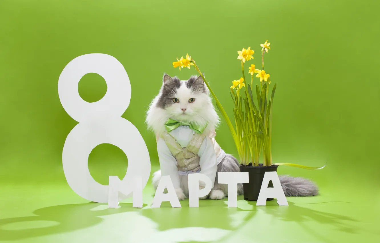 Photo wallpaper cat, flowers, butterfly, fluffy, March 8, daffodils, vest