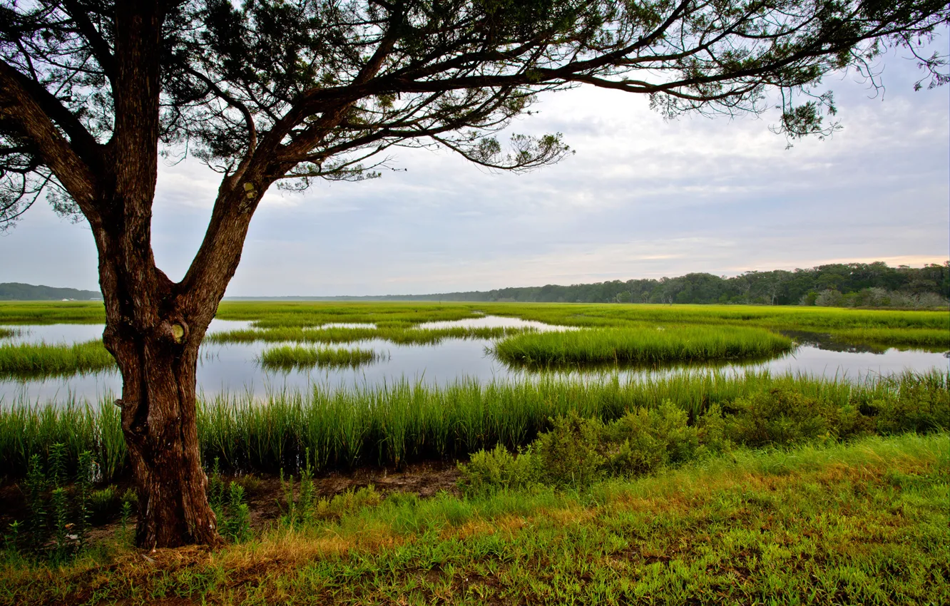 Photo wallpaper the sky, grass, water, trees, swamp, USA, Florida, Amelia Island