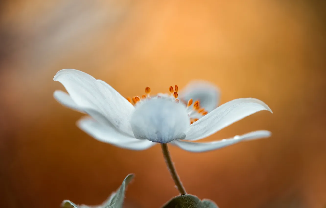 Photo wallpaper macro, flowers, nature